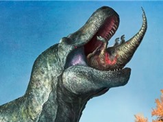 Nghiên cứu cho thấy khủng long bạo chúa có môi